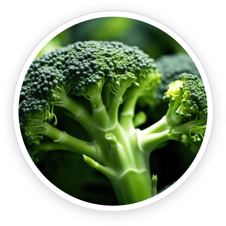 Broccoli Sprout